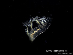Melibe engeli nudibranch at night by Laura Dinraths 